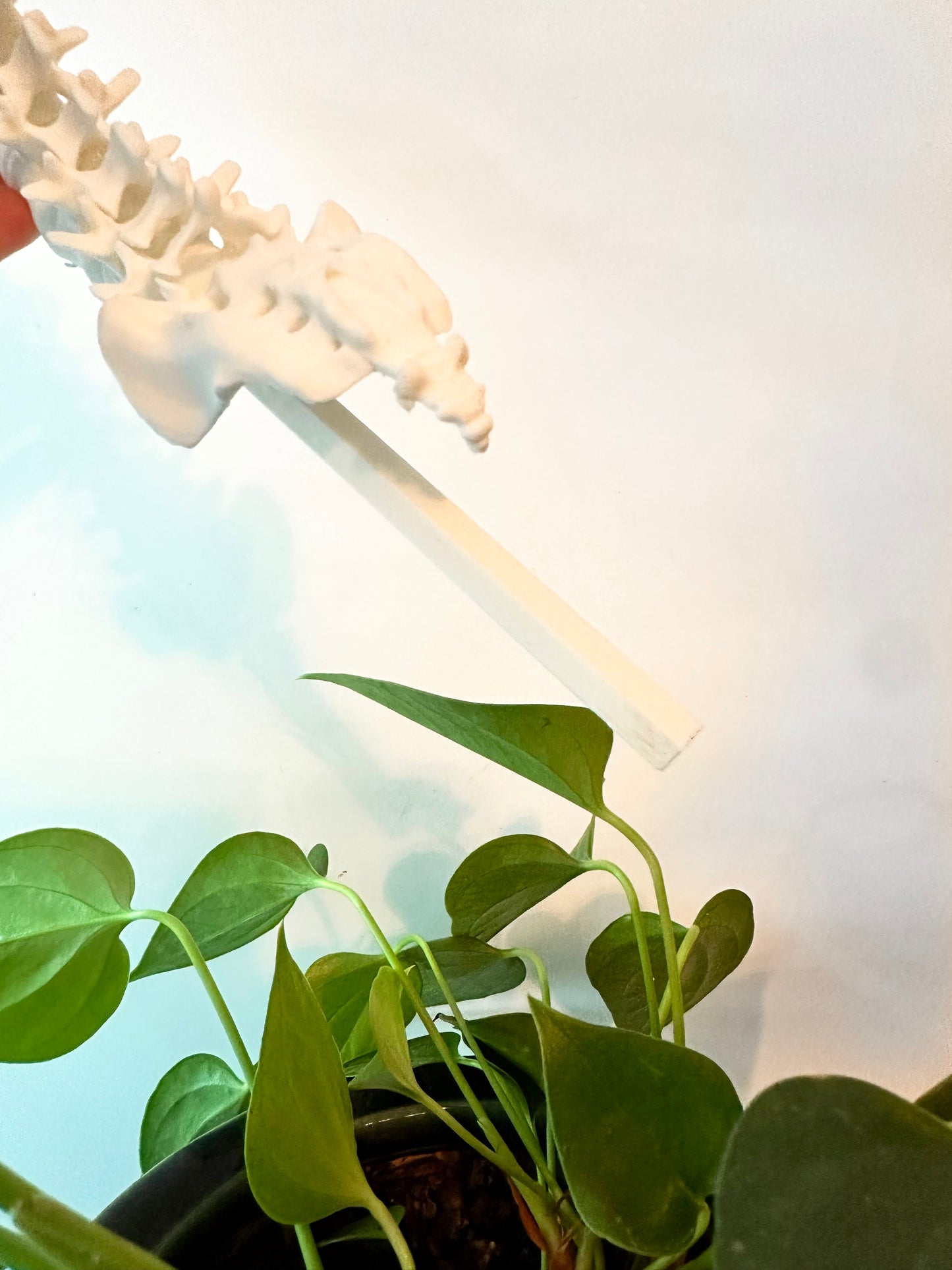 3D Spine Acrylic Plant Support/Trellis