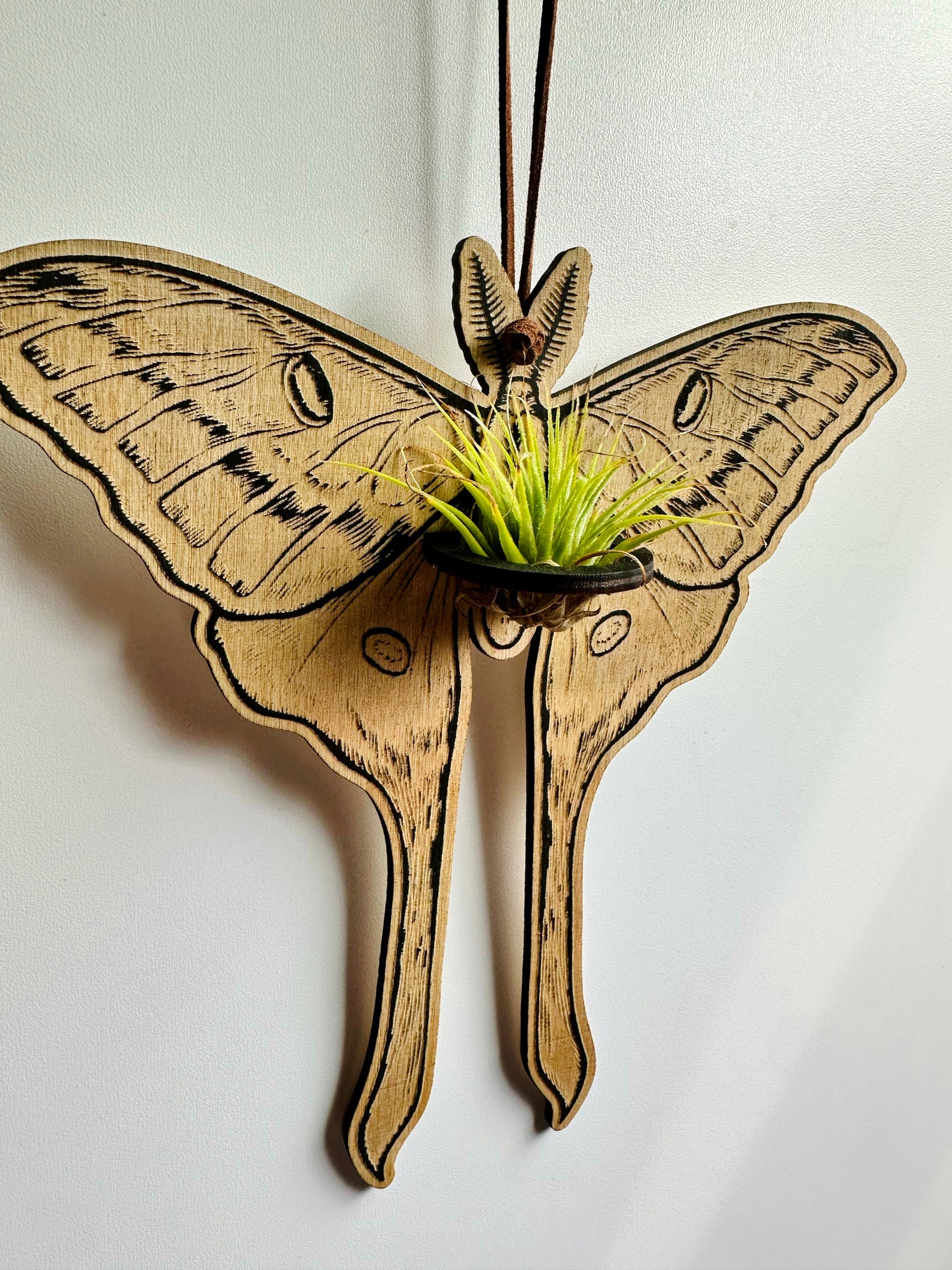 Luna Moth Air Plant Wall Hanging - Faux Theory Design