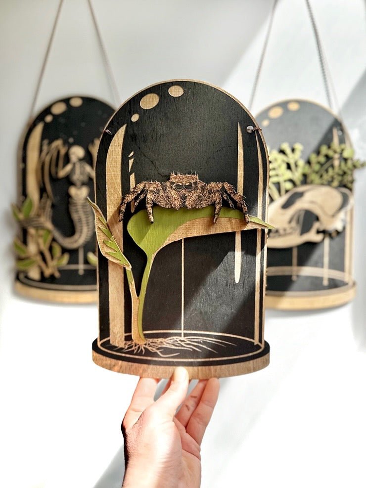 Jumping Spider Dome, Curiosities Dome - Faux Theory Design