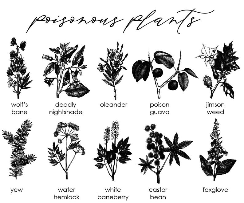 Poisonous Plants, Botanicals - Faux Theory Design