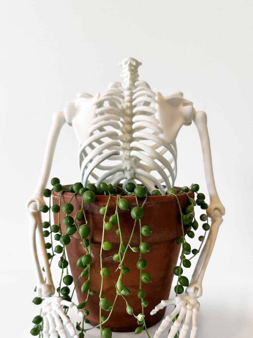 3D Ribcage Moveable Plant Trellis | Gothic Support for Climbing Plants - Faux Theory Design