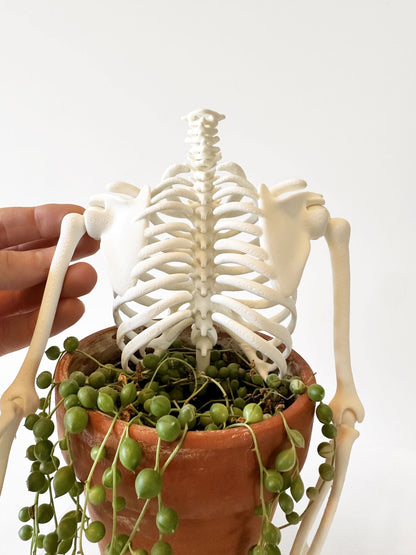 3D Ribcage Moveable Plant Trellis | Gothic Support for Climbing Plants - Faux Theory Design