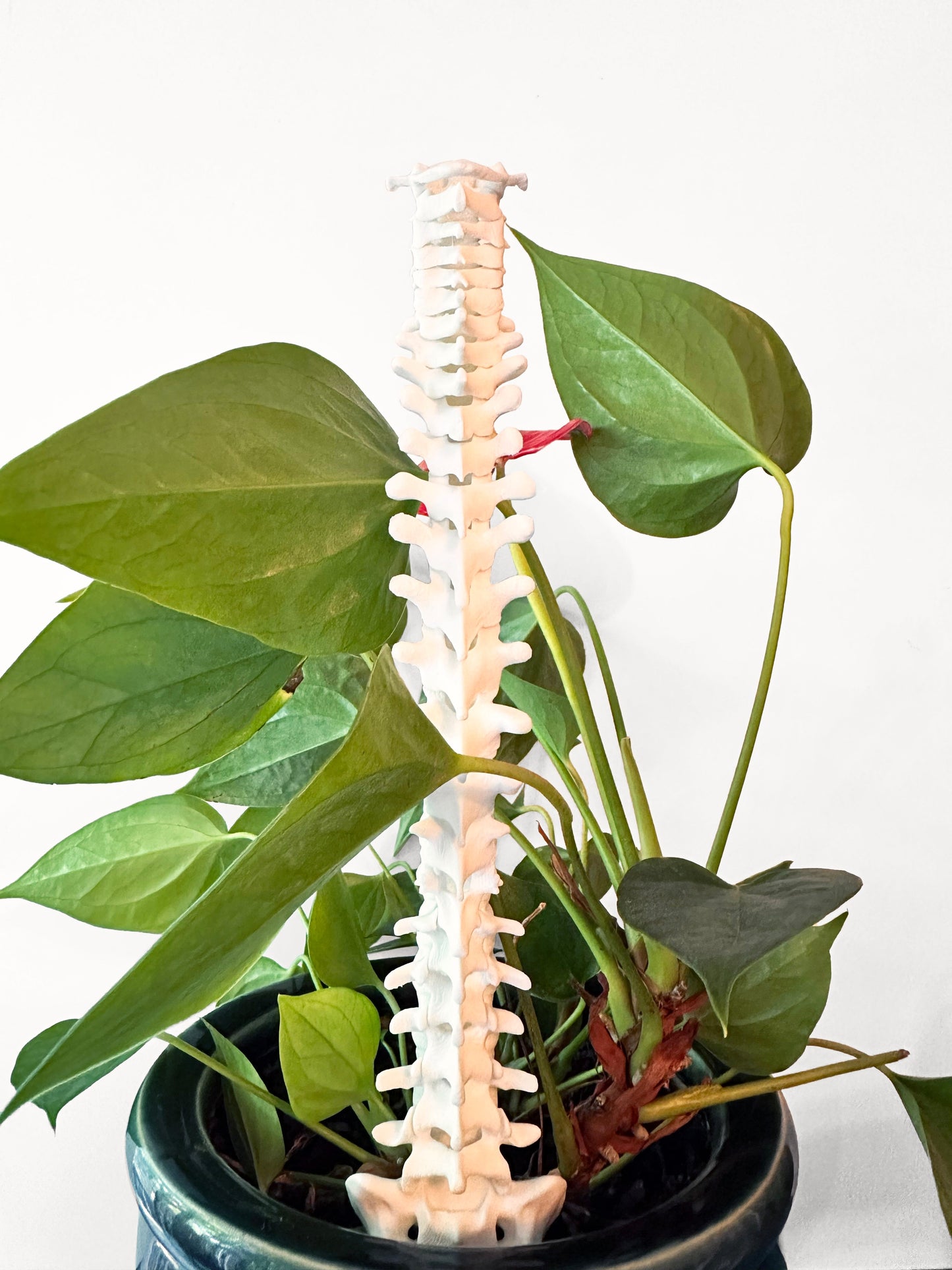 3D Spine Acrylic Plant Support/Trellis - Faux Theory Design