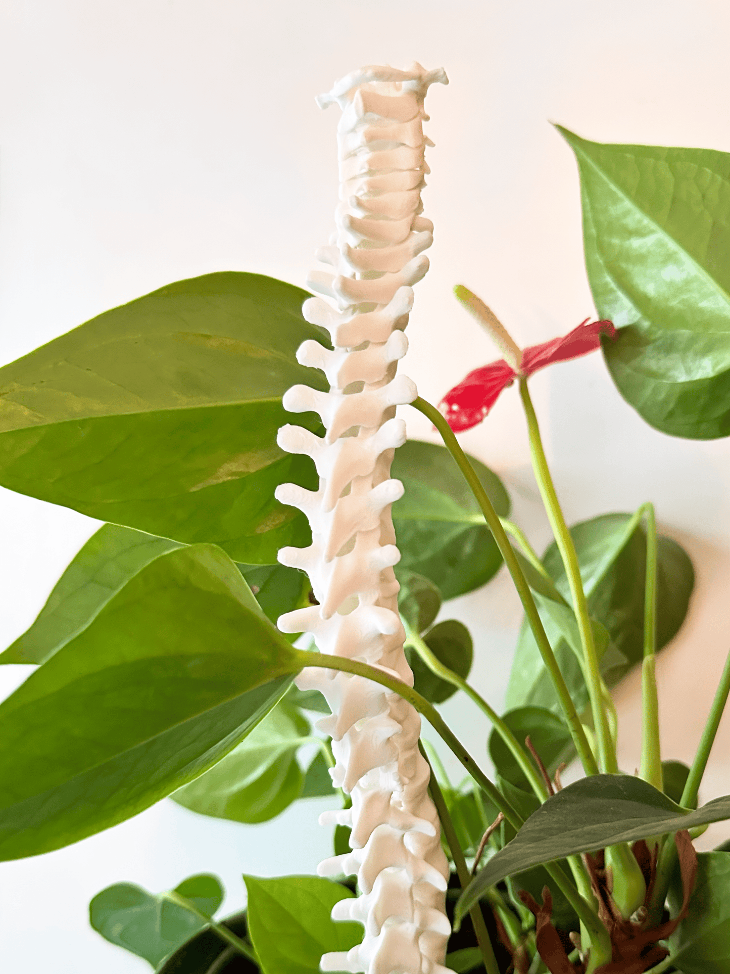 3D Spine Acrylic Plant Support/Trellis - Faux Theory Design