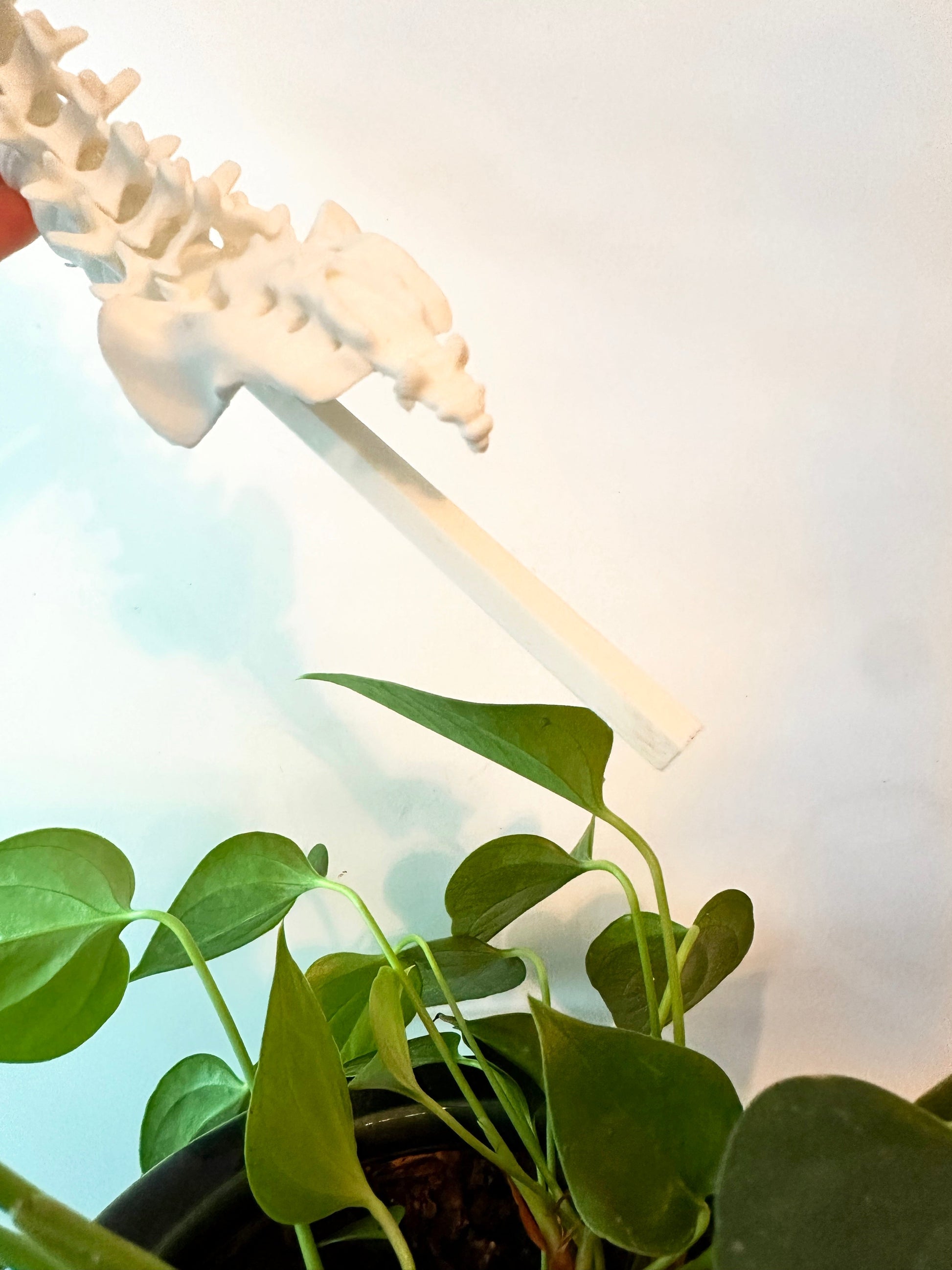 3D Spine Acrylic Plant Support/Trellis - Faux Theory Design