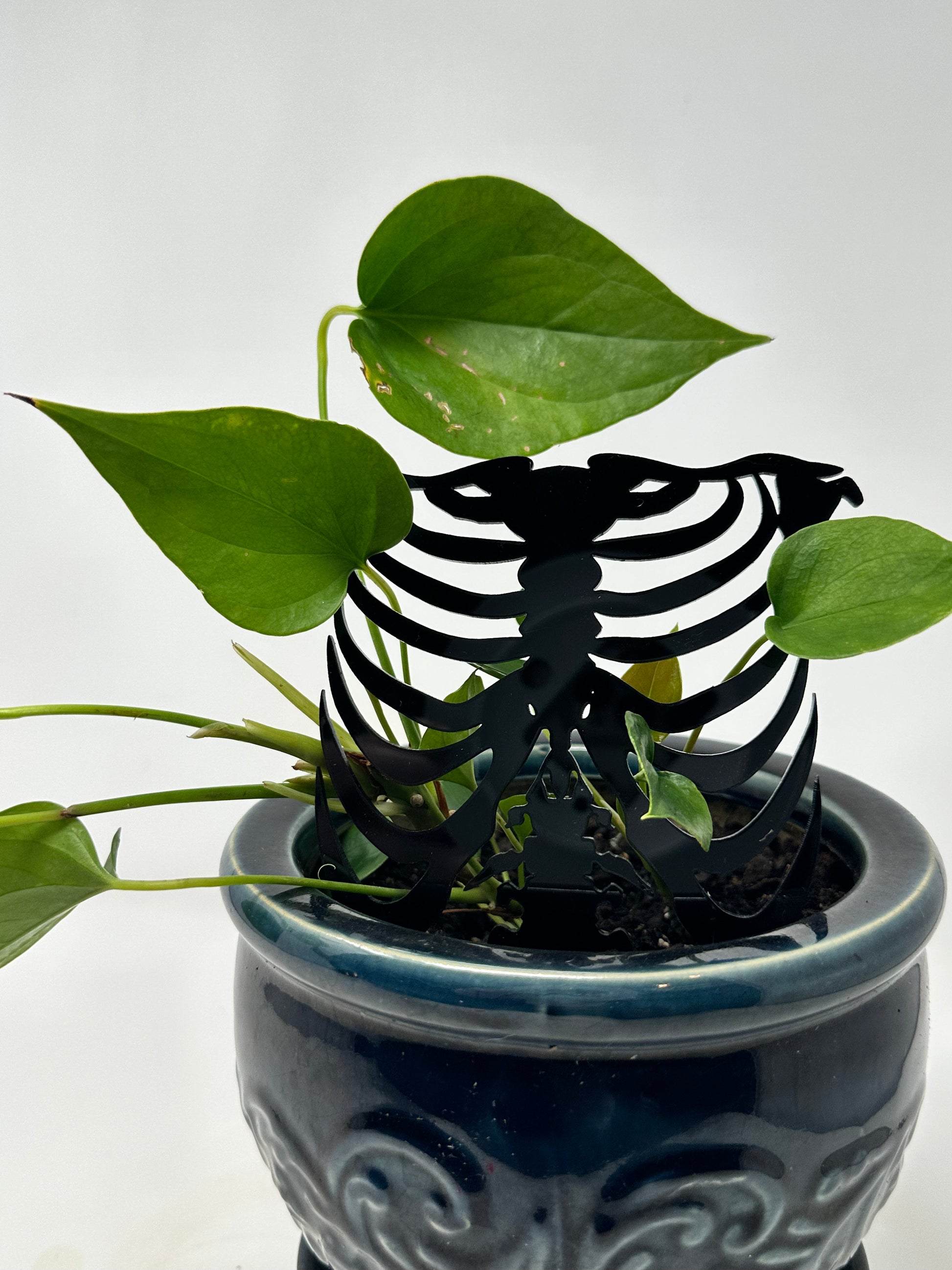 cage support for indoor plants Rib Cage Acrylic Plant Support/Trellis – Faux Theory Design