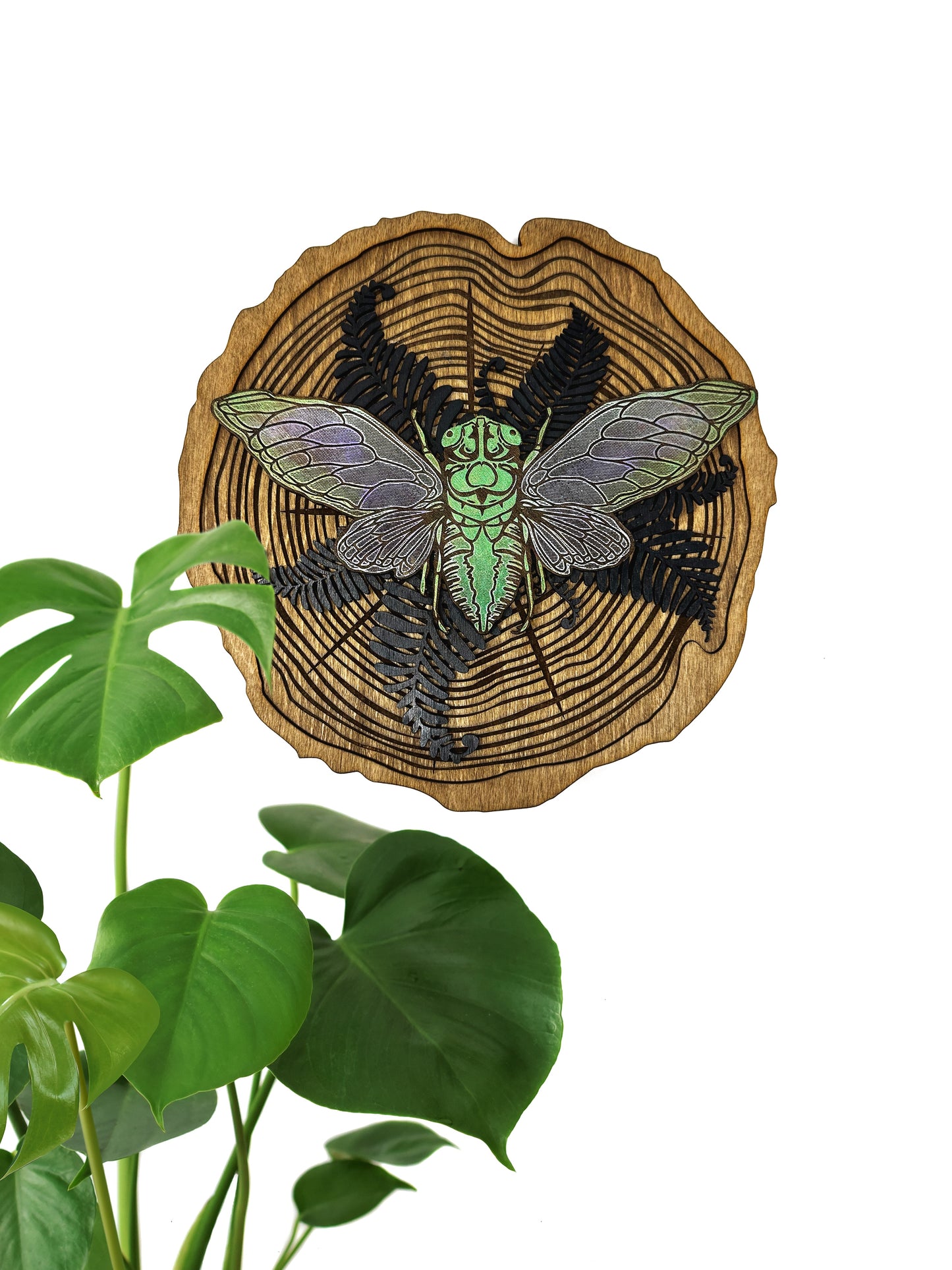 Cicada Wood Slice