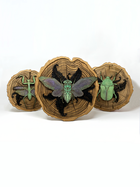 Cicada Wood Slice