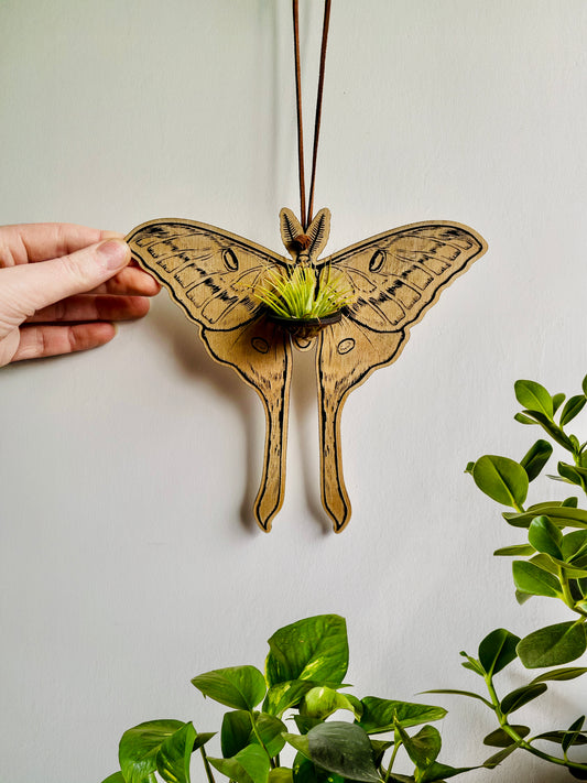 Luna Moth Air Plant Wall Hanging