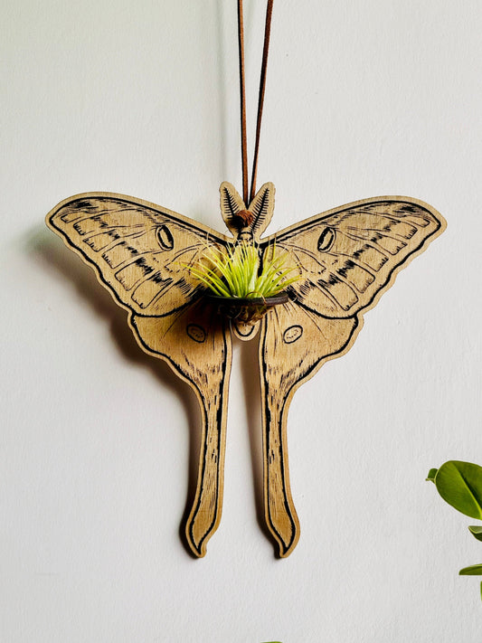 Luna Moth Air Plant Wall Hanging - Faux Theory Design
