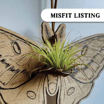 MISFIT LISTING - Luna Moth Air Plant Hanger - Faux Theory Design