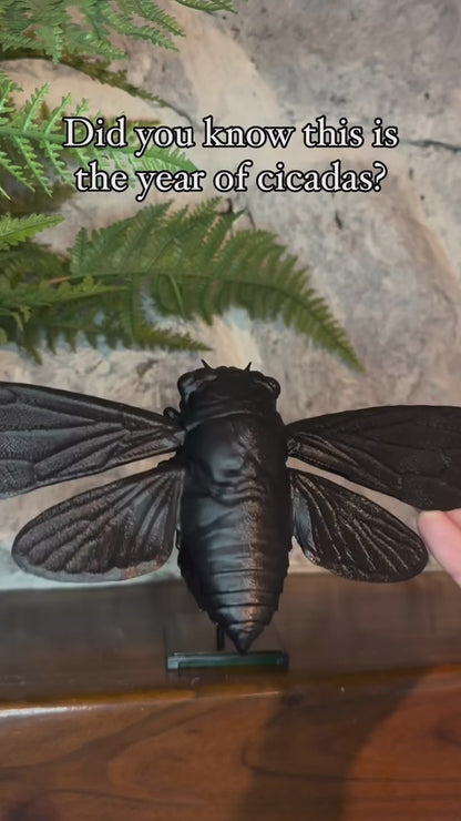 Large 3D Printed Cicada Specimen Display