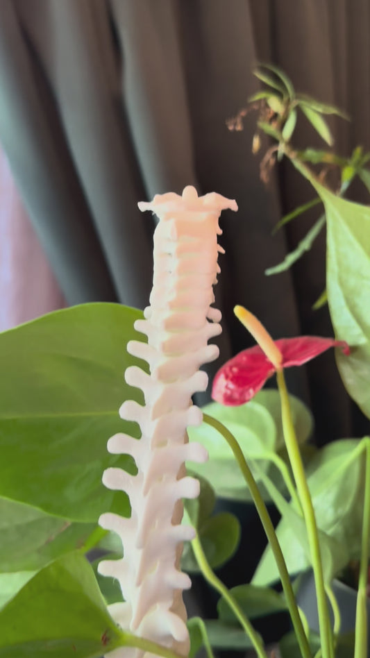 3D Spine Acrylic Plant Support/Trellis