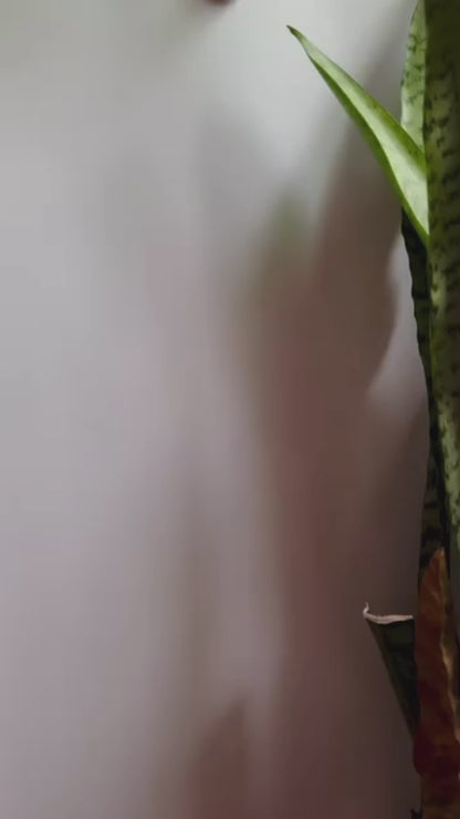 Luna Moth Air Plant Wall Hanging