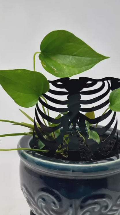 Rib Cage Acrylic Plant Support/Trellis