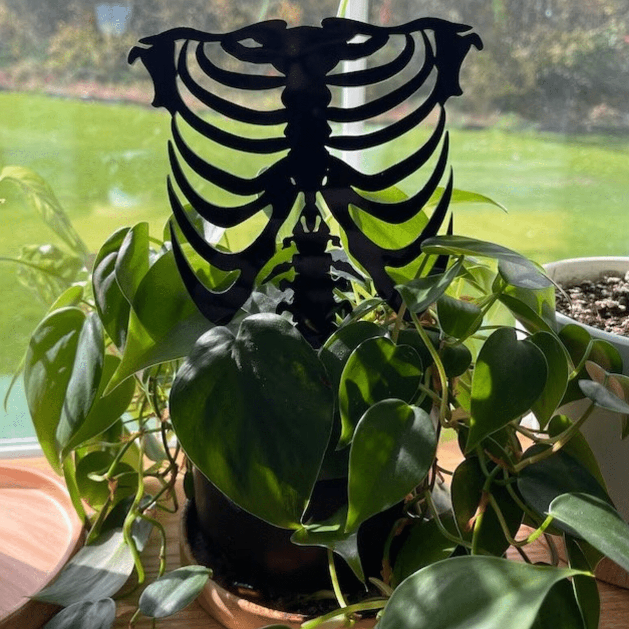 Rib Cage Acrylic Plant Support/Trellis - Faux Theory Design
