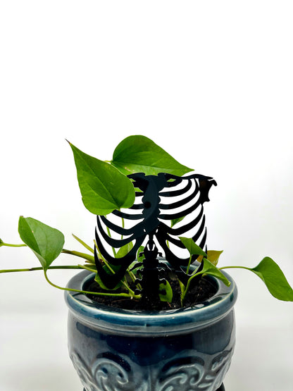 Rib Cage Acrylic Plant Support/Trellis - Faux Theory Design