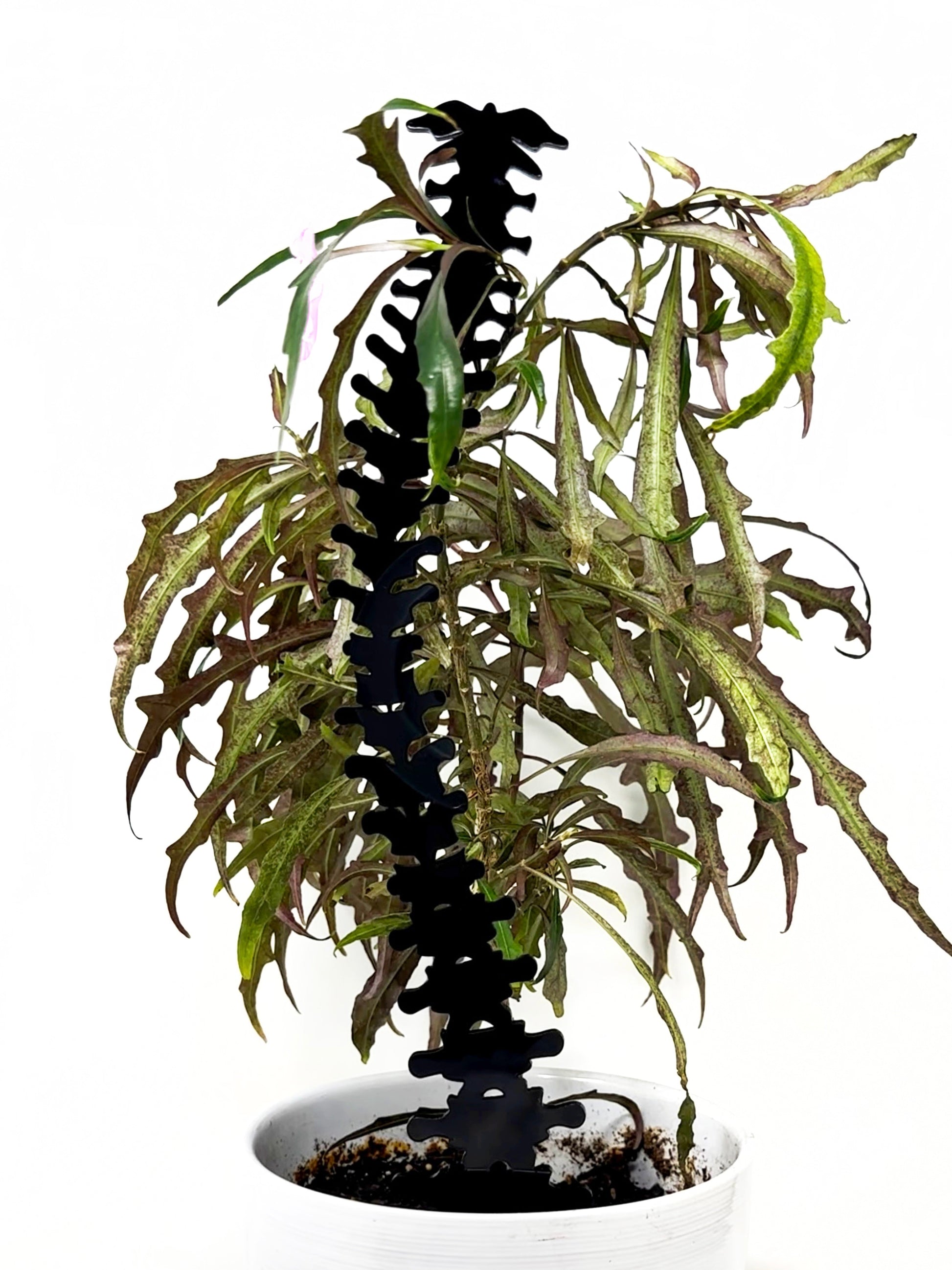 trellis for plant support Spine Acrylic Plant Support/Trellis – Faux Theory Design