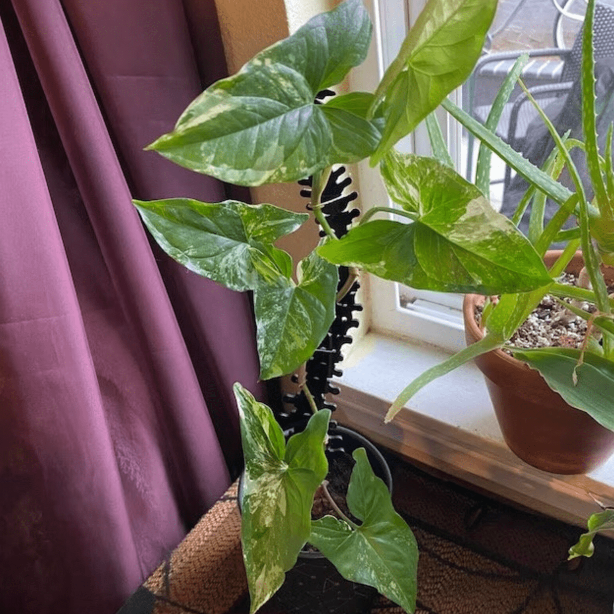 Spine Acrylic Plant Support/Trellis - Faux Theory Design