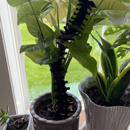 Spine Acrylic Plant Support/Trellis - Faux Theory Design