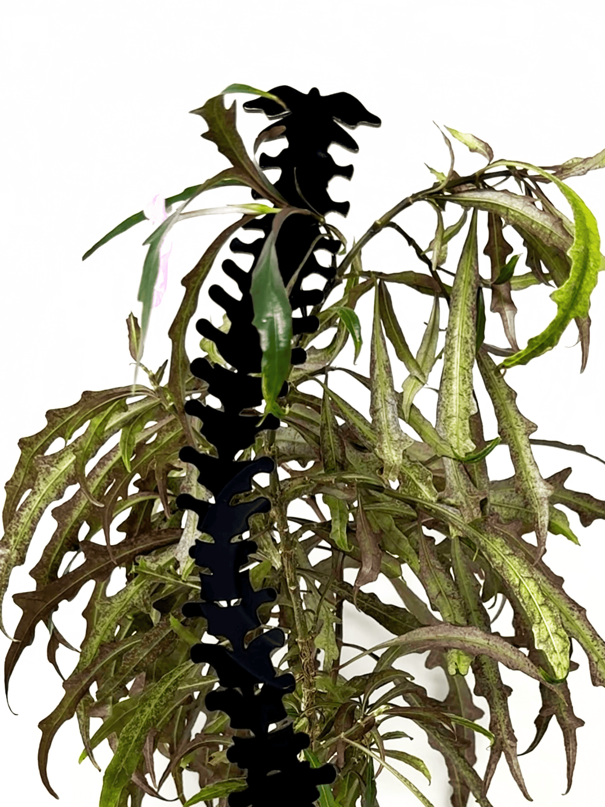 Spine Acrylic Plant Support/Trellis - Faux Theory Design