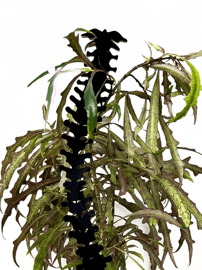 Spine Acrylic Plant Support/Trellis - Faux Theory Design